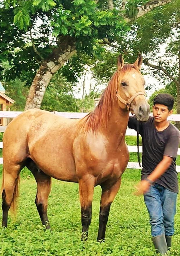 Banana Bank Lodge & Jungle Horseback Adventures Belmopan Buitenkant foto