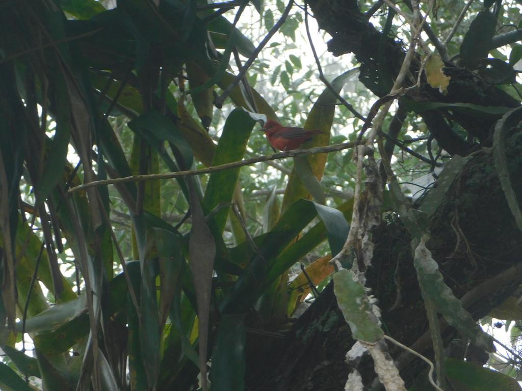 Banana Bank Lodge & Jungle Horseback Adventures Belmopan Buitenkant foto