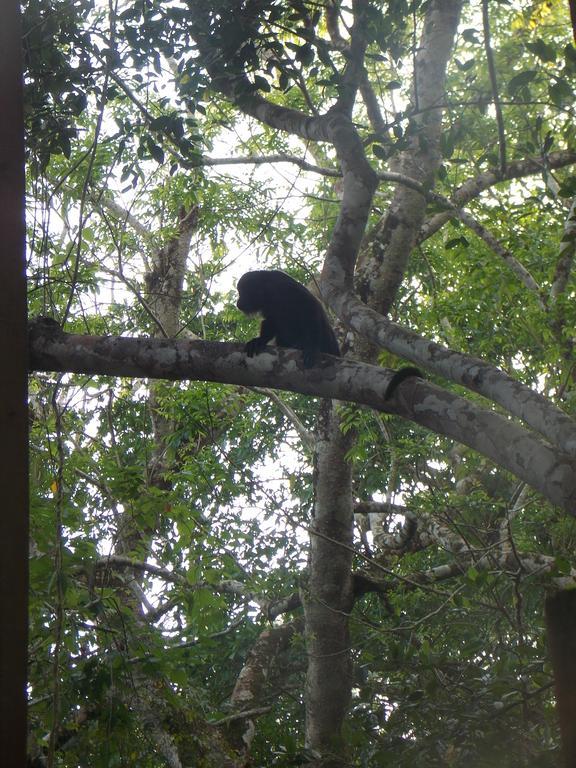 Banana Bank Lodge & Jungle Horseback Adventures Belmopan Buitenkant foto