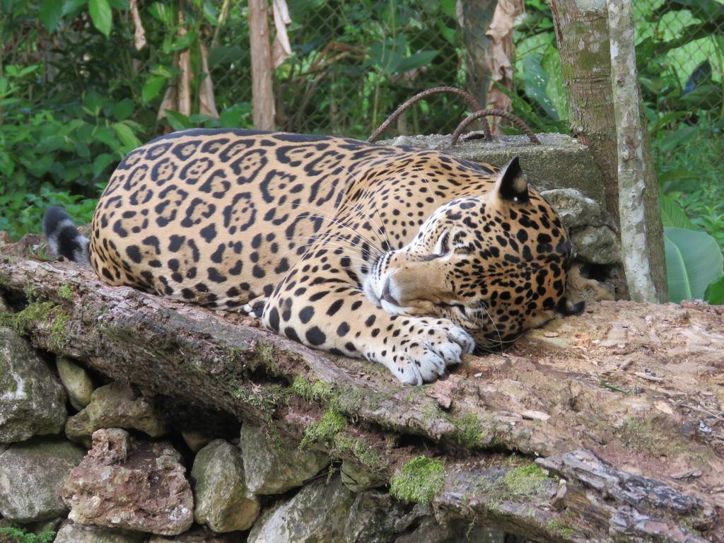 Banana Bank Lodge & Jungle Horseback Adventures Belmopan Buitenkant foto