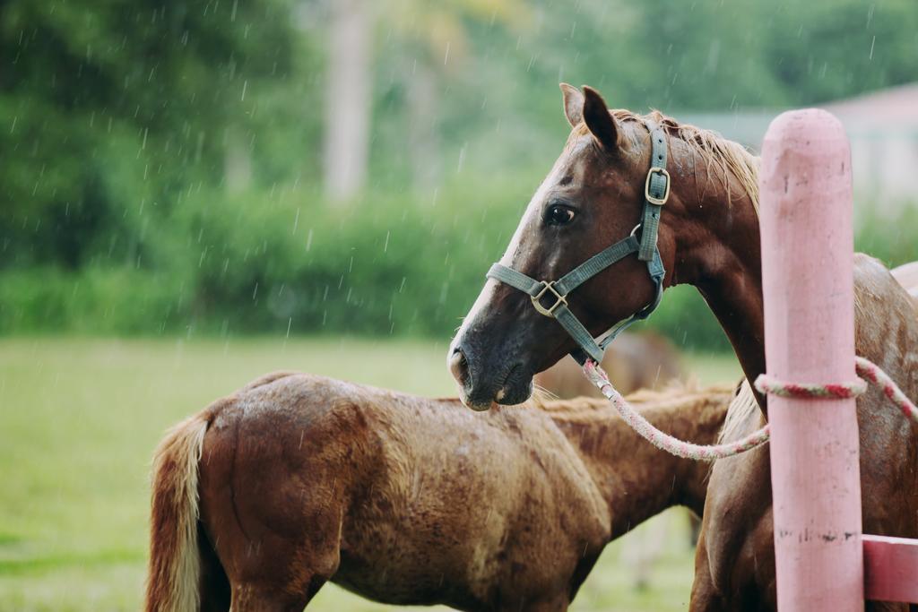 Banana Bank Lodge & Jungle Horseback Adventures Belmopan Buitenkant foto