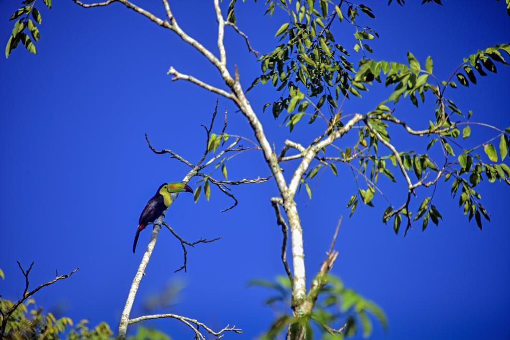 Banana Bank Lodge & Jungle Horseback Adventures Belmopan Buitenkant foto